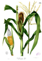 Zea mays Blanco2.279