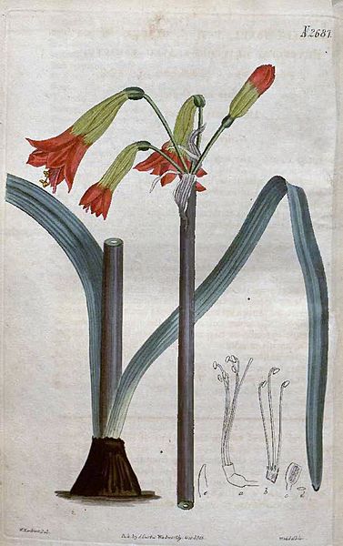 2687 Phycella cyrtanthoides