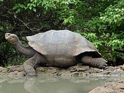 A giant tortoise (6063988953).jpg