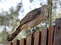 African Goshawk RWD2
