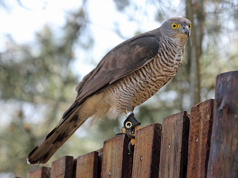 African Goshawk RWD2