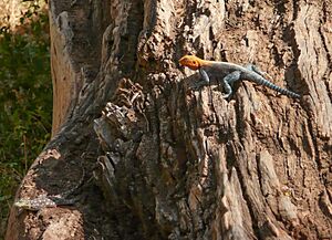 Archivo:Agama agama Kenya
