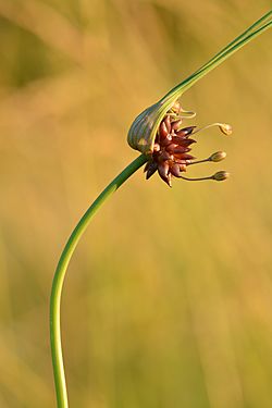 Allium oleraceum - rohulauk.jpg