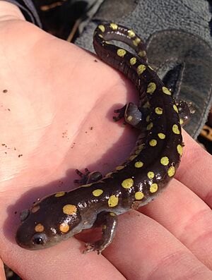 Archivo:Ambystoma maculatum Tyson