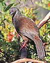 Andean Guan JCB.jpg