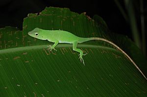 Archivo:Anolis biporcatus, Costa Rica