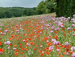 Archivo:Arable-field margin, Ranscombe Farm - geograph.org.uk - 1329340