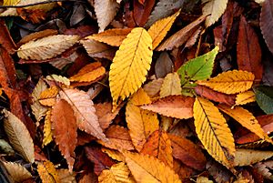 Archivo:Autumn Leaf 08Nov17