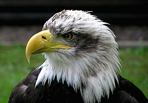 Archivo:Bald.eagle.closeup.arp-sh.750pix