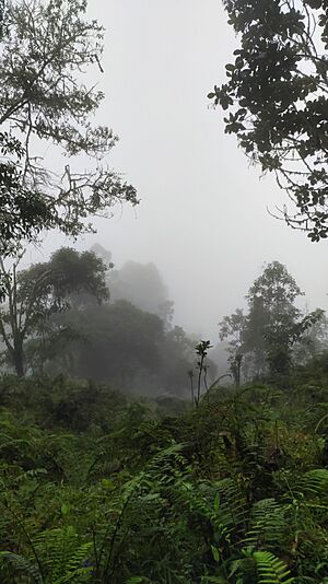 Archivo:Bosque de Niebla- Farrallones Cali