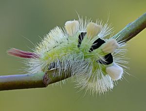 Archivo:Calliteara pudibunda caterpillar