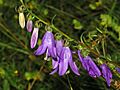 Campanulaceae - Campanula rapunculoides-4