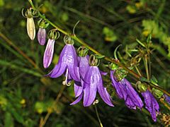 Archivo:Campanulaceae - Campanula rapunculoides-4
