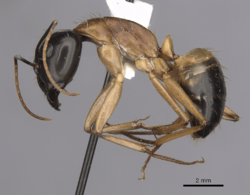Camponotus consobrinus casent0280193 p 1 high.png