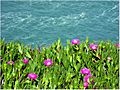 Carpobrotus specimen with pink flowers 123456