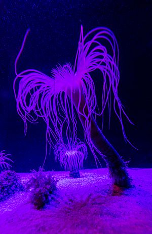 Archivo:Ceriántido, Aquarium de Ciudad del Cabo, Sudáfrica, 2018-07-19, DD 01