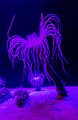 Ceriántido, Aquarium de Ciudad del Cabo, Sudáfrica, 2018-07-19, DD 01