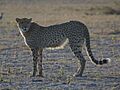 Cheetah Botswana