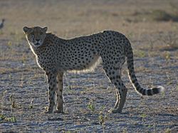 Cheetah Botswana.jpg