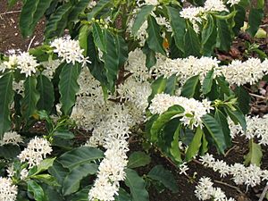 Archivo:Coffee Flowers
