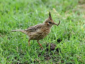Archivo:Coryphistera alaudina - Lark-like Brushrunner feeding; Capivara, Santa Fe, Argentina