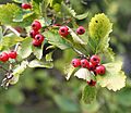 Crataegus chrysocarpa 01