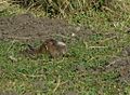 Ctenomys tuconax 38864099