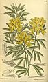 Cytisus pallidus 140-8578