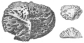 Deinosuchus scutes by Hatcher