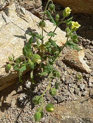Archivo:Emmenanthe penduliflora 1