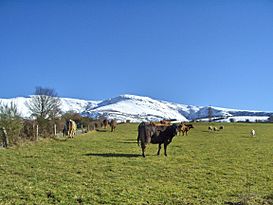 Archivo:Ganadería en el ayuntamiento de Samos. La sierra del Oribio con nieve al fondo