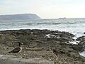 Gaviota en la ex-isla