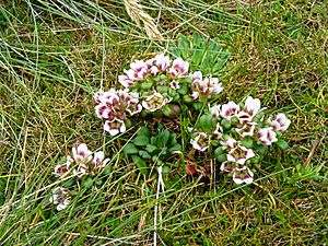 Archivo:Gentianella concinna