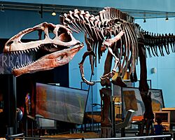 Archivo:Giganotosaurus cast at Maryland Science Center