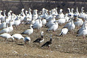 Archivo:Greater Snow Geese