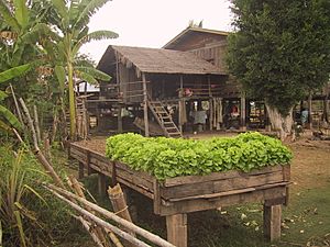 Archivo:Green lettuce in a kitchen garden