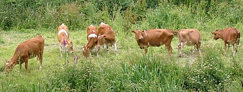 Archivo:Guernsey cattle