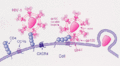 HIV attachment