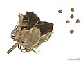 Hibiscus moscheutos MHNT.BOT.2007.52.5