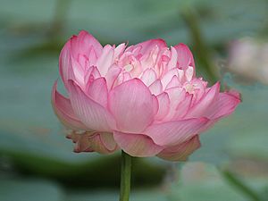 Archivo:Indian Lotus (Nelumbo nucifera)