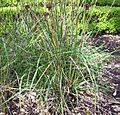 Juncus acutus