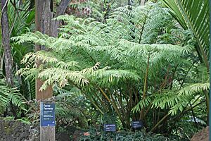 Archivo:Kingfern Auckland