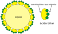 Lipid and bile salts-es