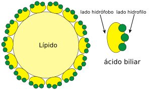 Archivo:Lipid and bile salts-es