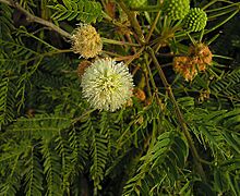 Lysiloma divaricatum (27039022603)