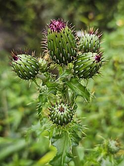 Mexican Thistle imported from iNaturalist photo 365823183 on 16 October 2024.jpg