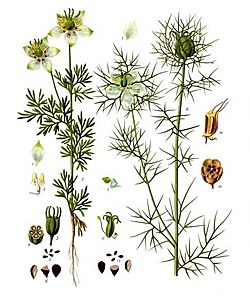 Nigella sativa - Köhler–s Medizinal-Pflanzen-227.jpg