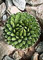 Noa, Agave victoriae-reginae .