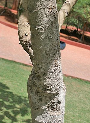 Archivo:Octopus Tree (Schefflera actinophylla) trunk at Hyderabad, AP W 286