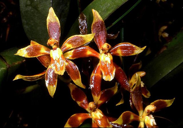 Odontoglossum cruentum Orchi 01